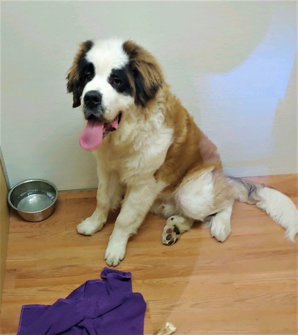 Dog Boarding Albany NY Pet Boarding Albany NY Must Love Pawz, LLC