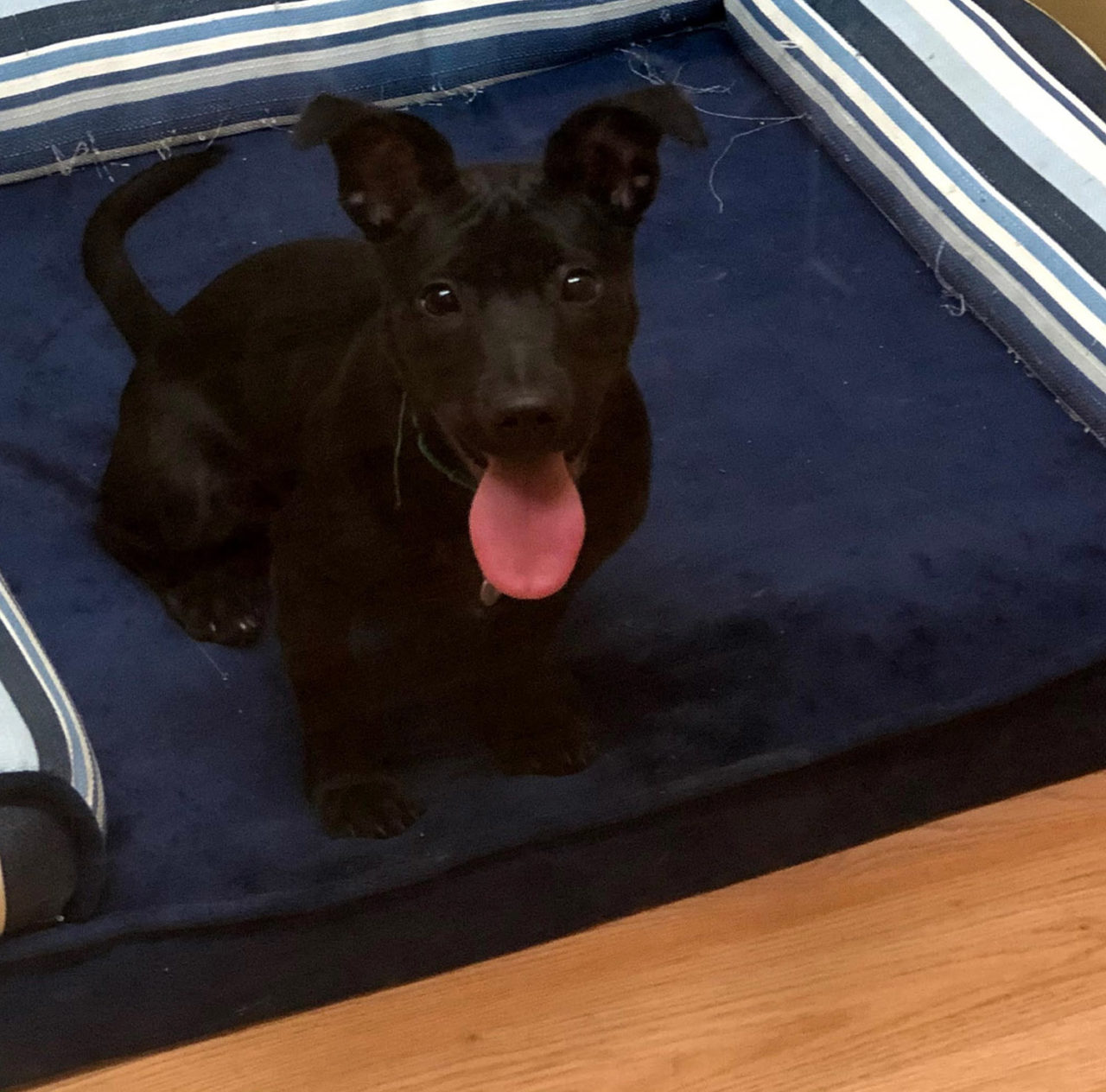 Dog Boarding Albany NY Pet Boarding Albany NY Must Love Pawz, LLC